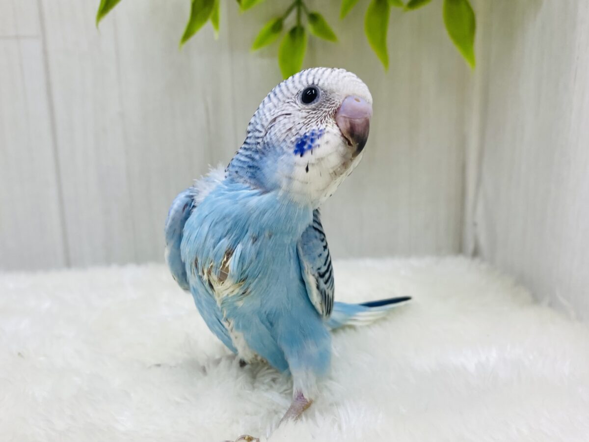 ピーン❕と背筋よく〜☺️💖好奇心旺盛！セキセイインコ（オパーリン）