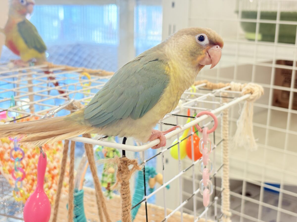 ホオミドリウロコインコ