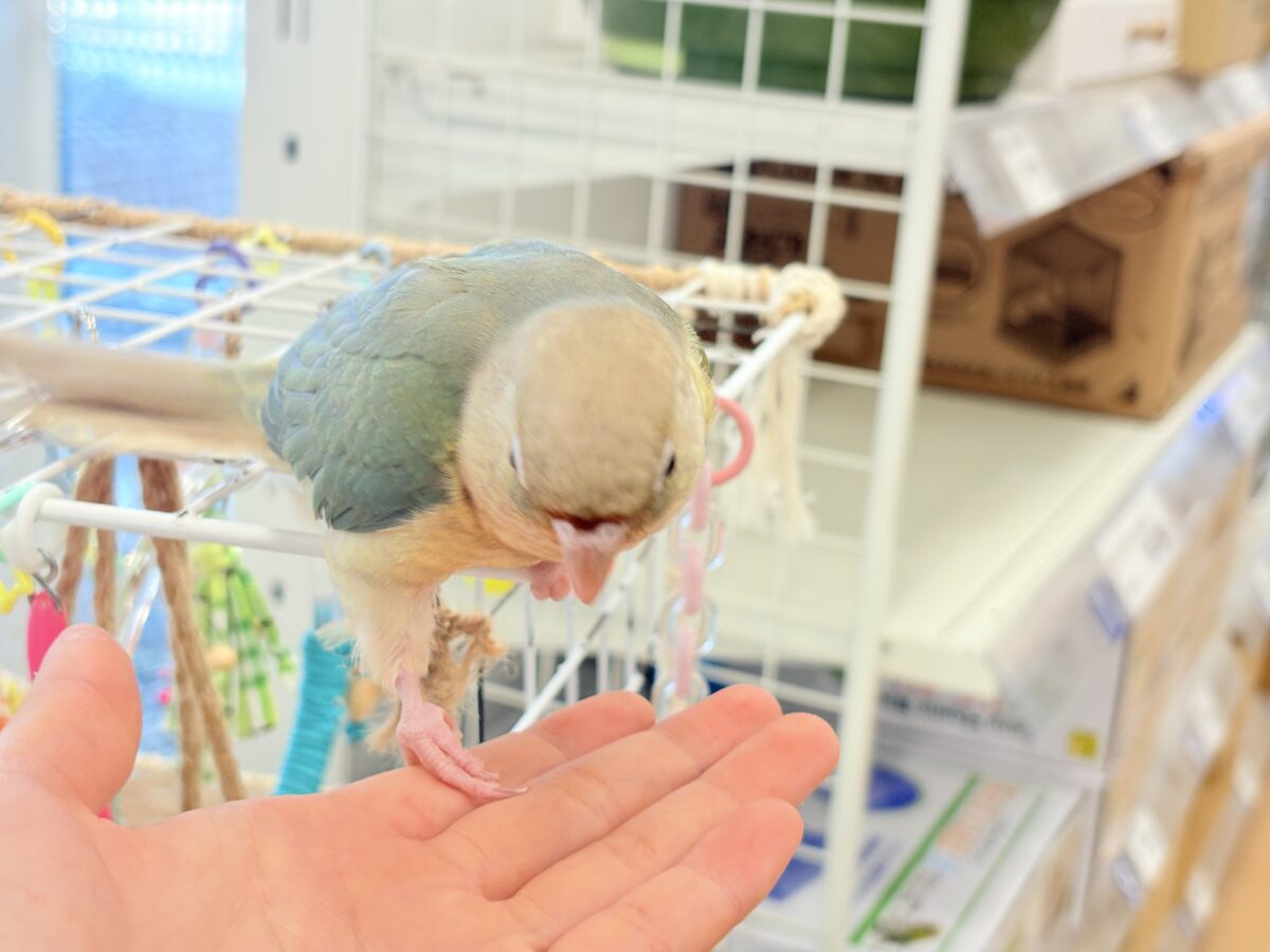 ホオミドリウロコインコ