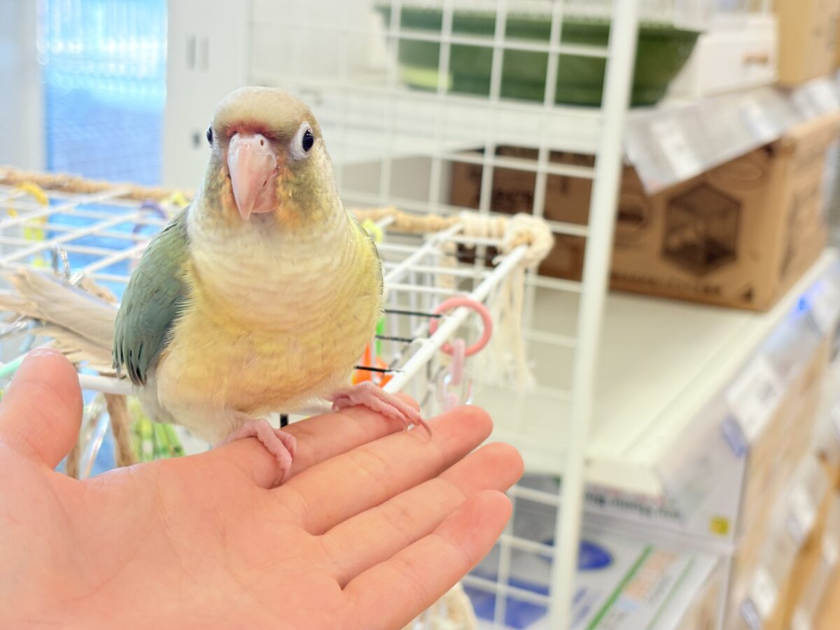 ホオミドリウロコインコ