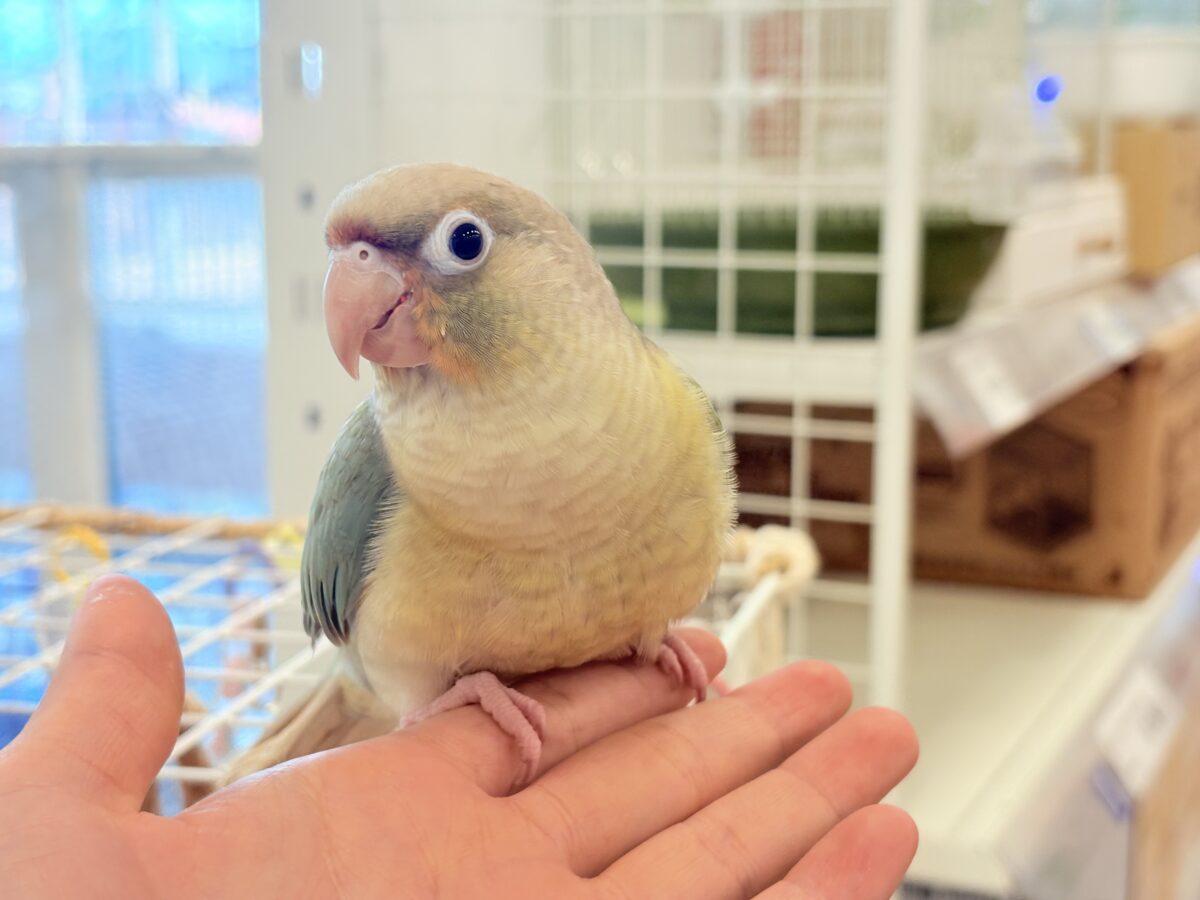 ホオミドリウロコインコ