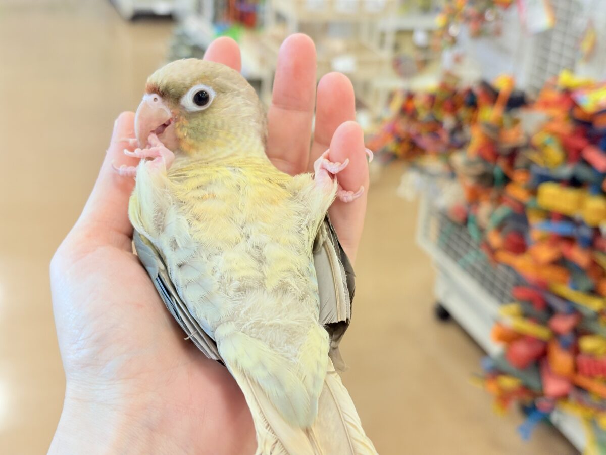ホオミドリウロコインコ