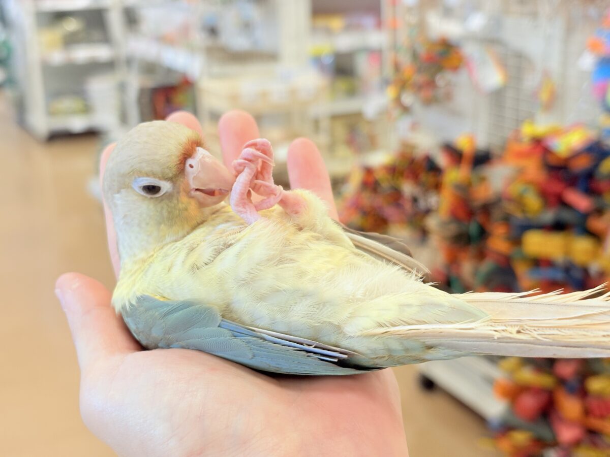 ホオミドリウロコインコ