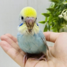 色んな表情を見せてくれちゃうカモ🩵セキセイインコパステルレインボー✨✨
