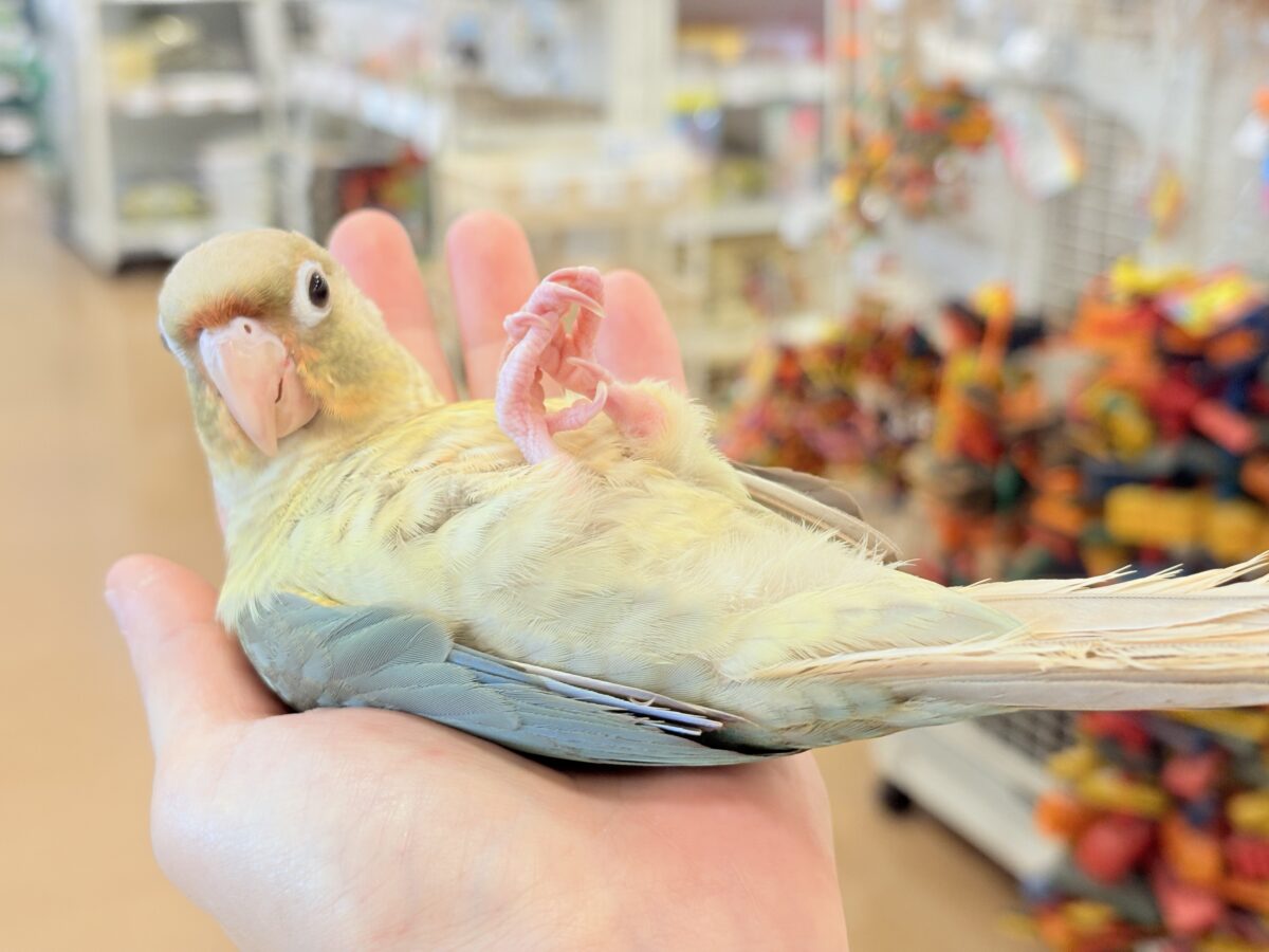 ホオミドリウロコインコ