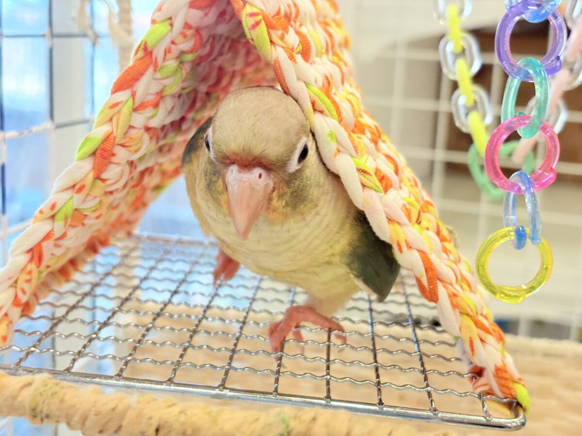 ホオミドリウロコインコ