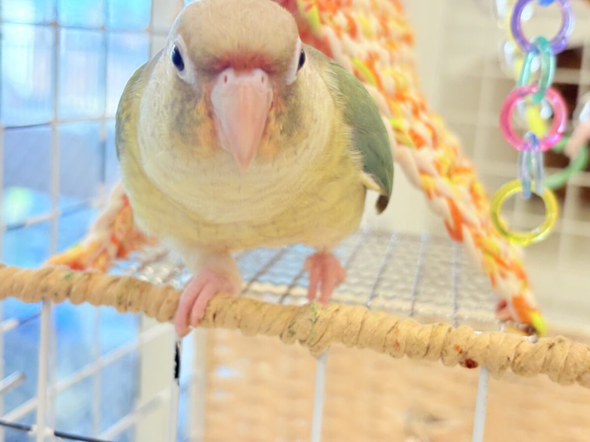 ホオミドリウロコインコ