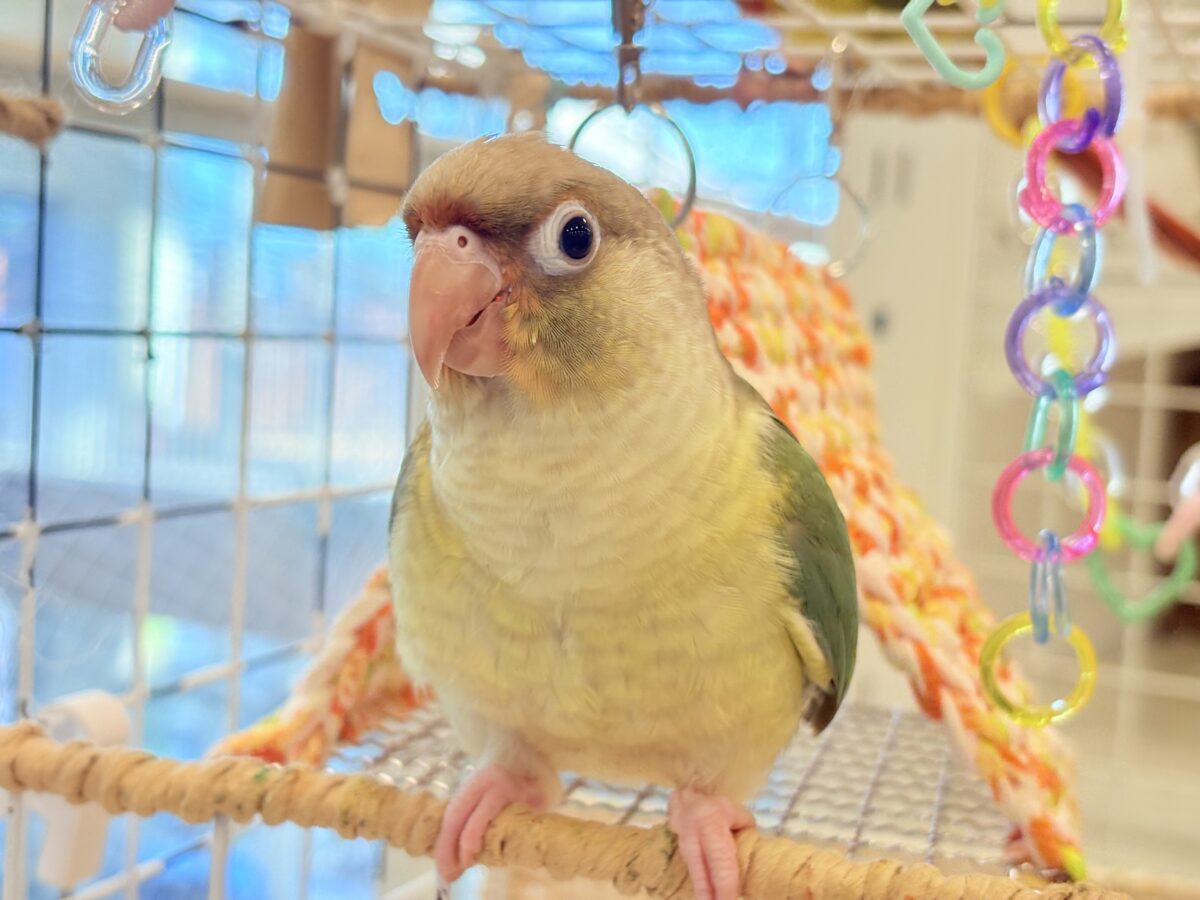 ホオミドリウロコインコ