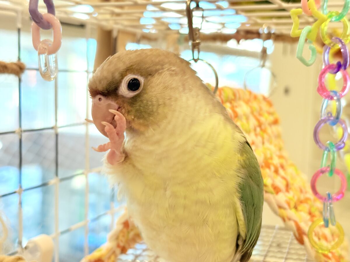 ホオミドリウロコインコ