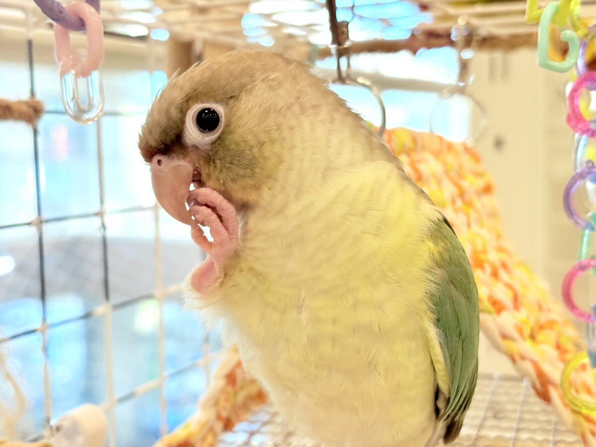 ホオミドリウロコインコ
