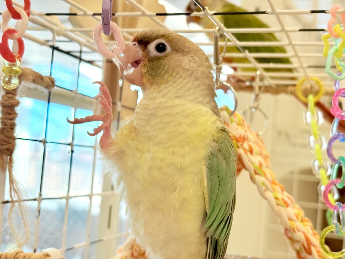 ホオミドリウロコインコ