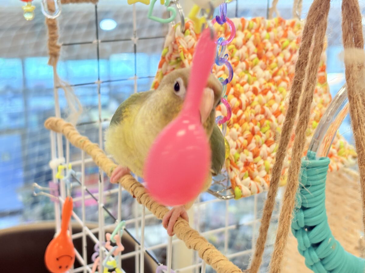 ホオミドリウロコインコ