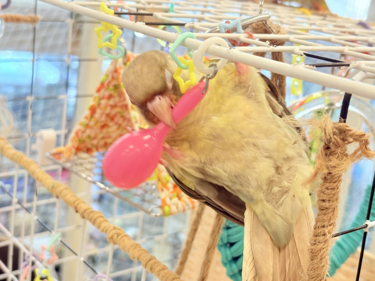 ホオミドリウロコインコ