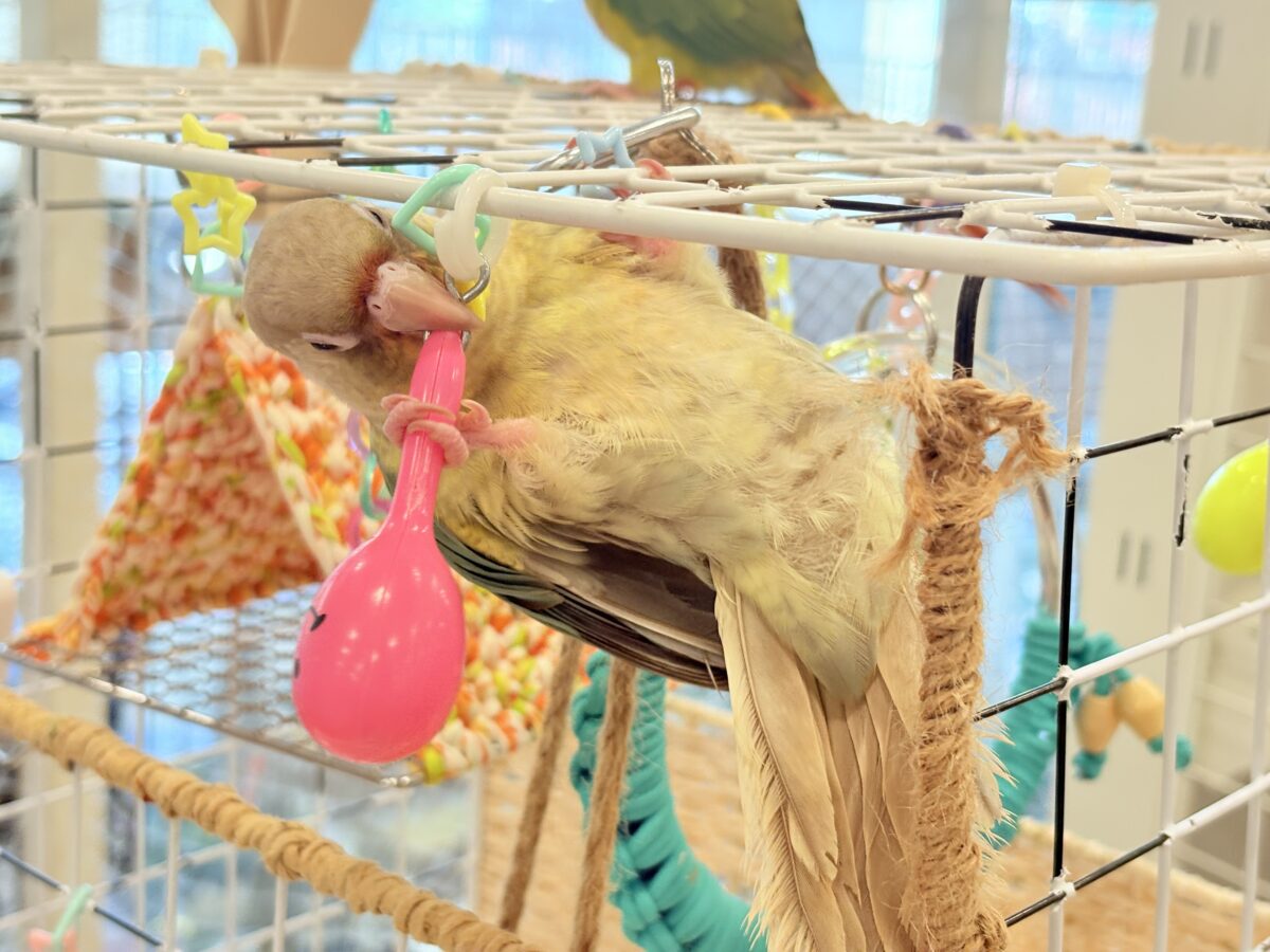 ホオミドリウロコインコ