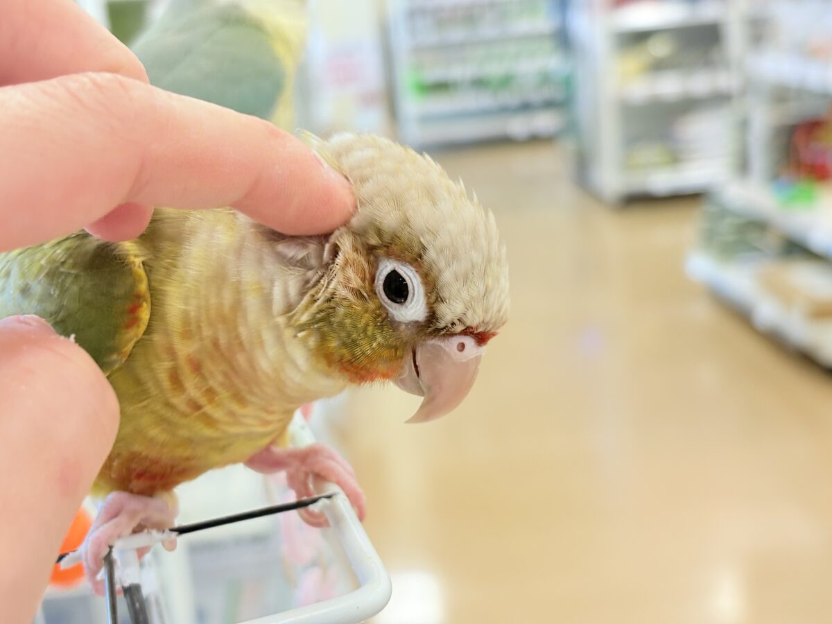 ホオミドリウロコインコ