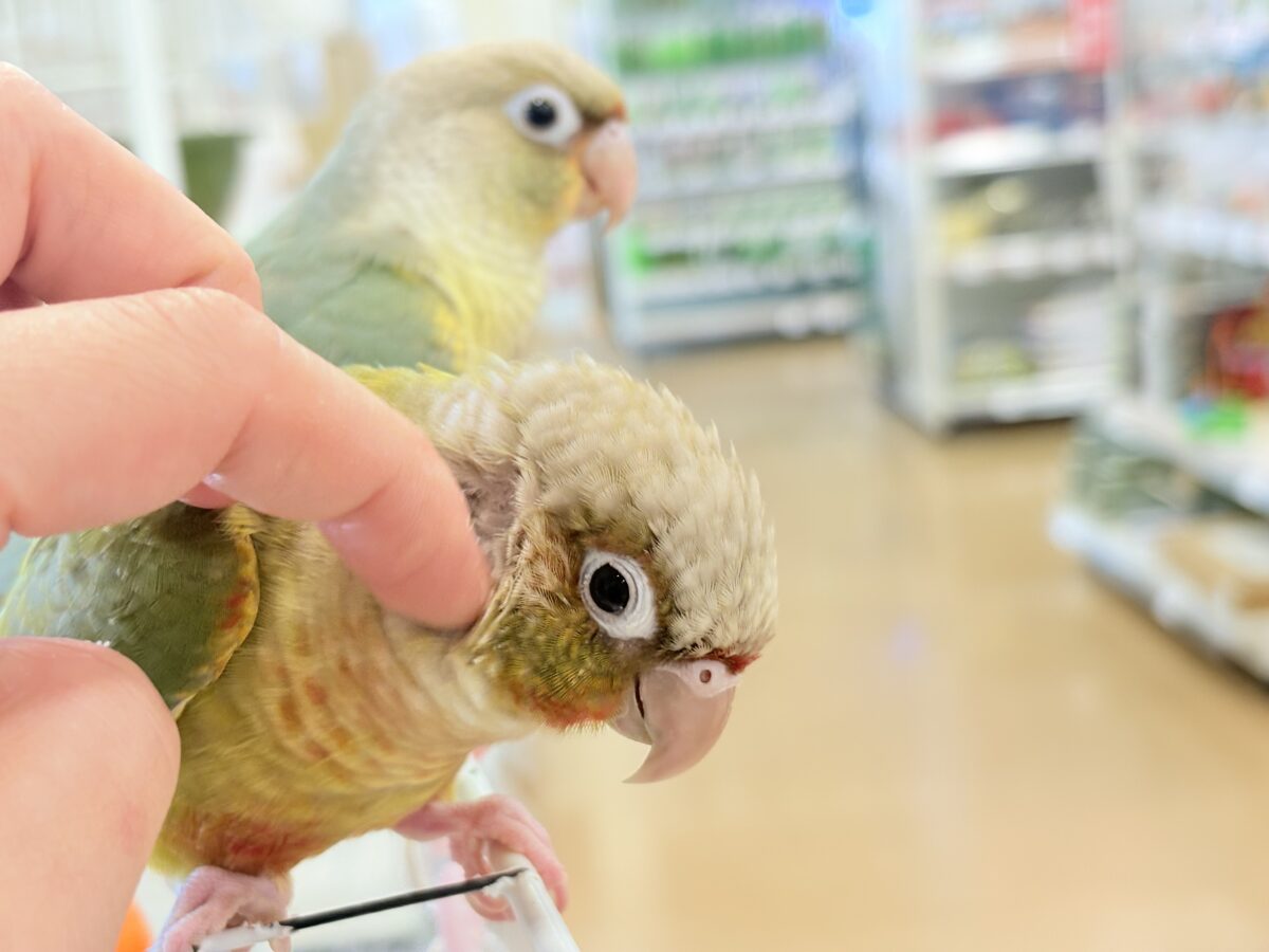 ホオミドリウロコインコ