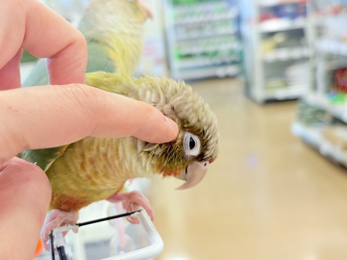 ホオミドリウロコインコ