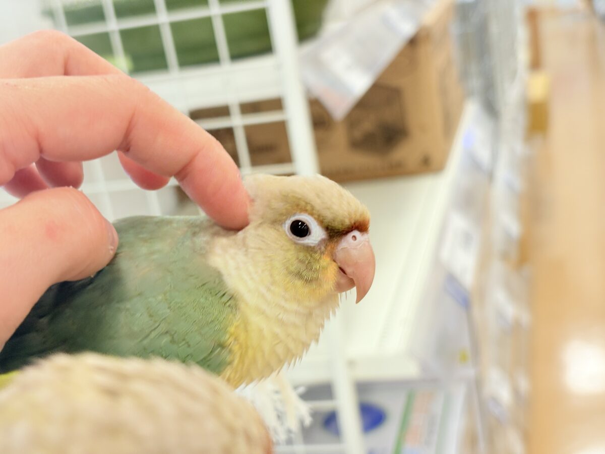 ホオミドリウロコインコ