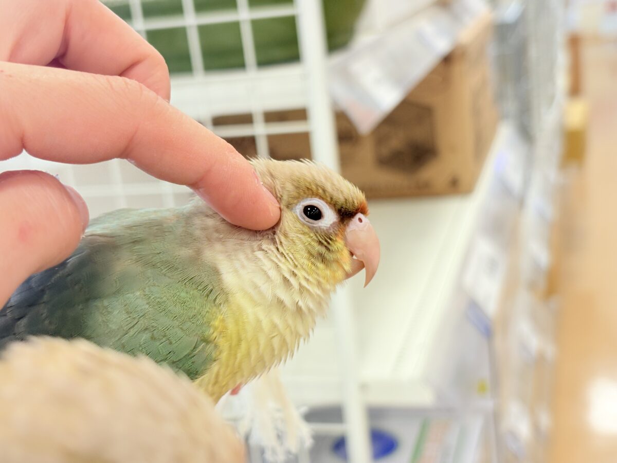ホオミドリウロコインコ