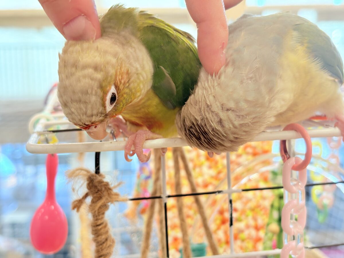 ホオミドリウロコインコ