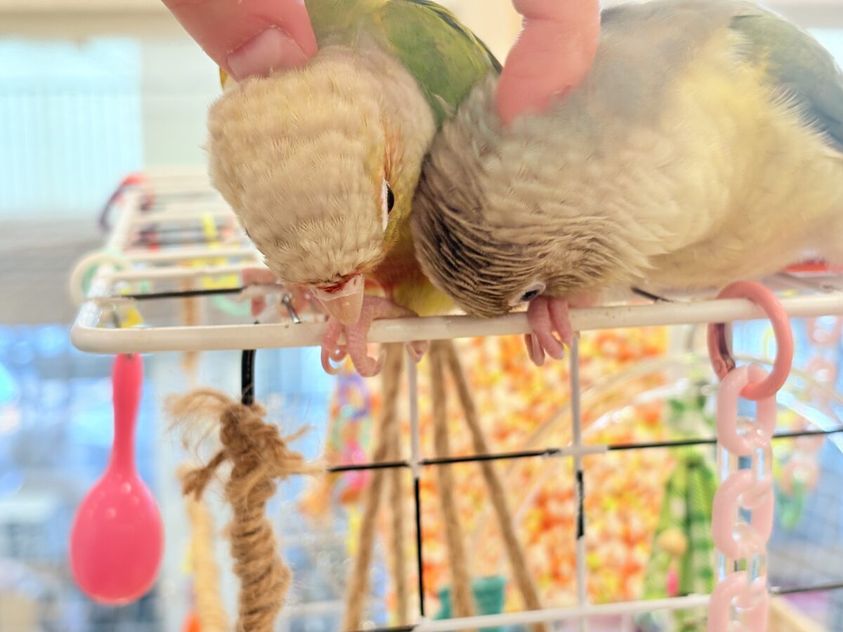 ホオミドリウロコインコ