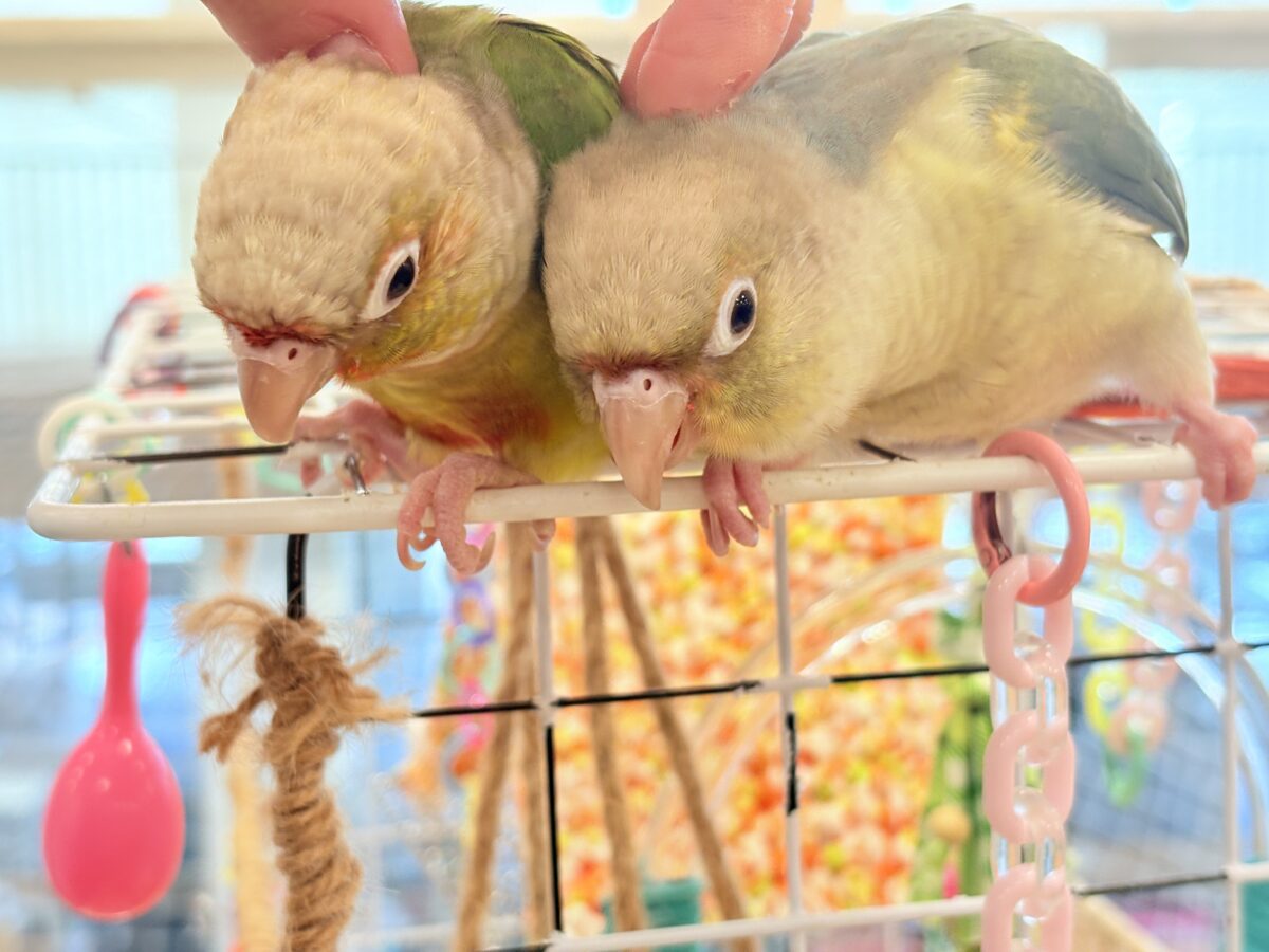 ホオミドリウロコインコ
