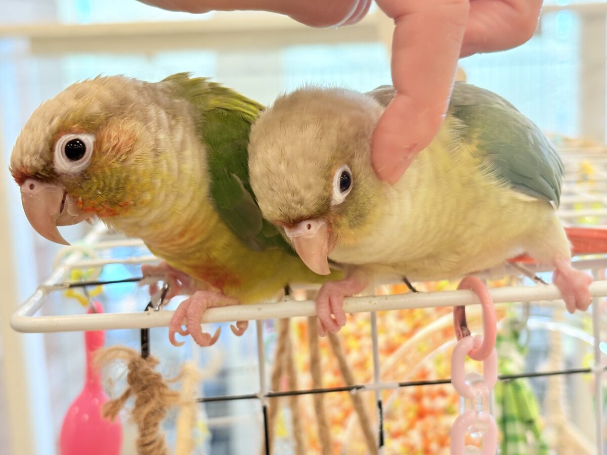ホオミドリウロコインコ