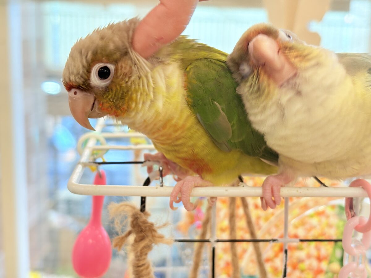 ホオミドリウロコインコ