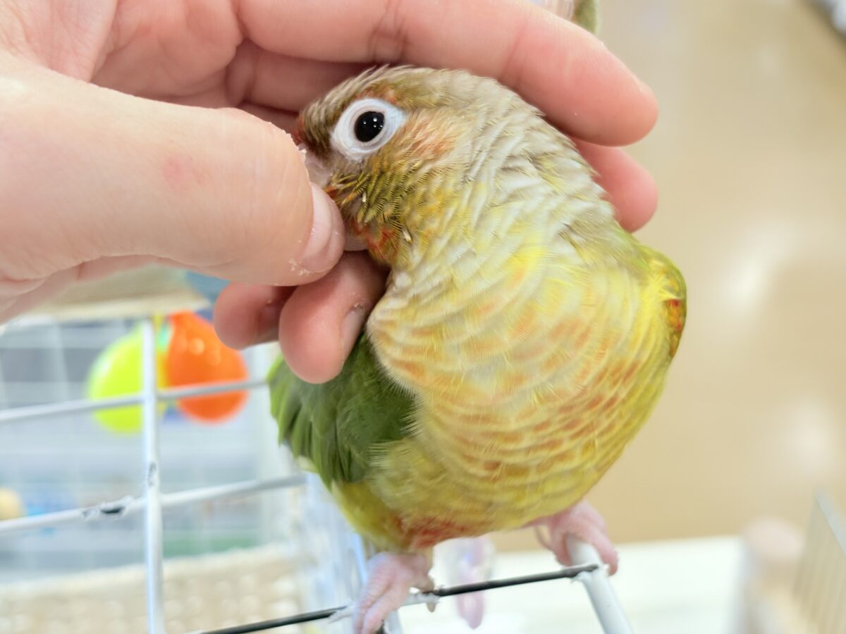 ホオミドリウロコインコ