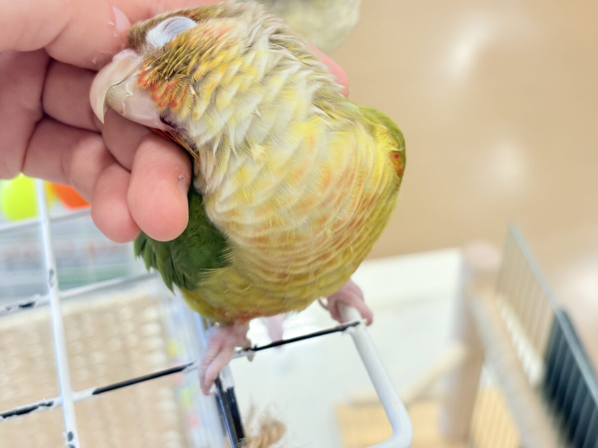 ホオミドリウロコインコ