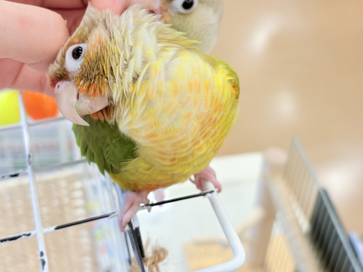 ホオミドリウロコインコ