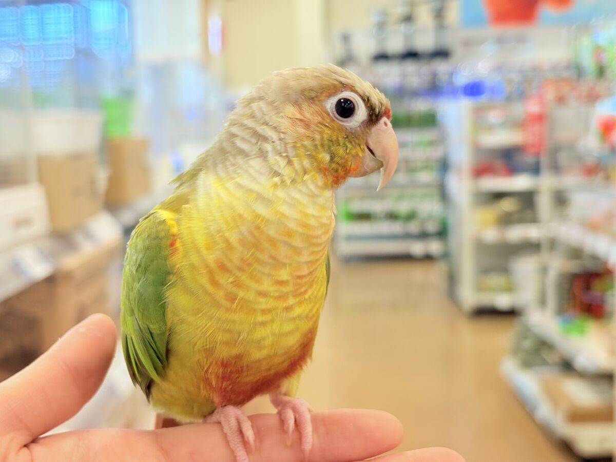 ホオミドリウロコインコ