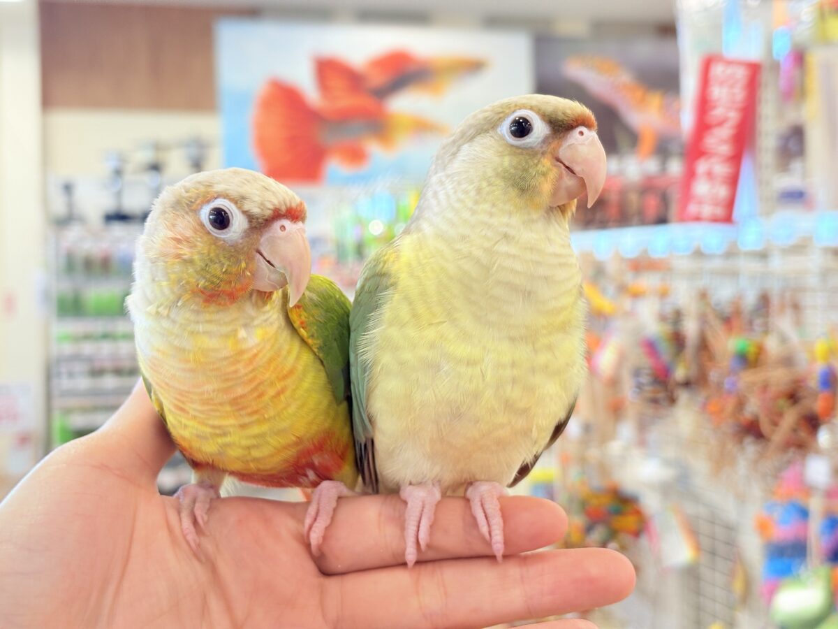 ホオミドリウロコインコ