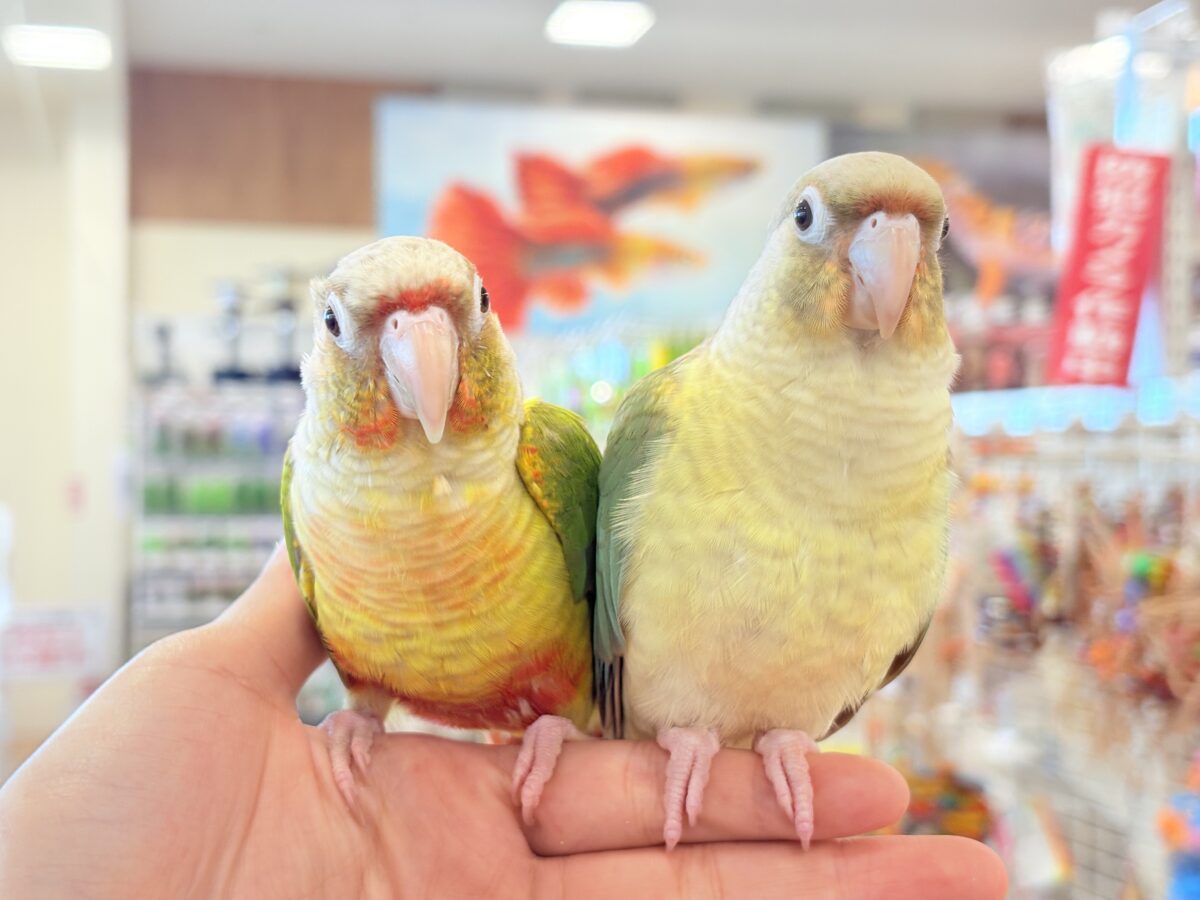 ホオミドリウロコインコ