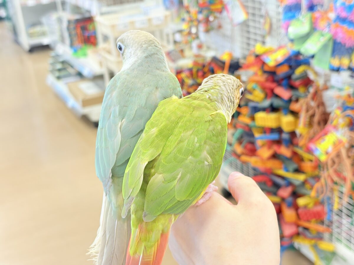 ホオミドリウロコインコ