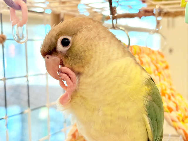 【最新画像更新🪄ひとり餌になりました‪☆】おめめくりくり‪☆ふんわりカラー🫧ウロコインコ(ブルーパイナップル) ヒナ