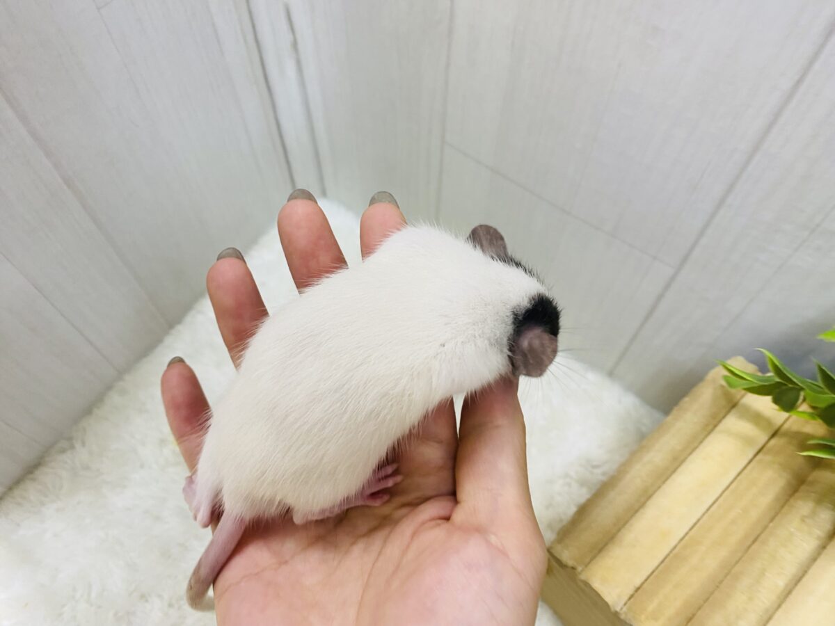 ファンシーラット