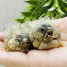 夢も姿もジャンボサイズ‼️大きくなるぞぉ〜💪ジャンボキンカ鳥✨