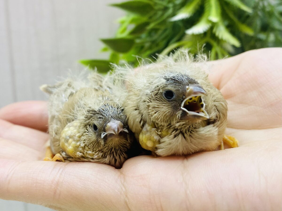 あと一羽⭐️夢も姿もジャンボサイズ‼️大きくなるぞぉ〜💪ジャンボキンカ鳥✨