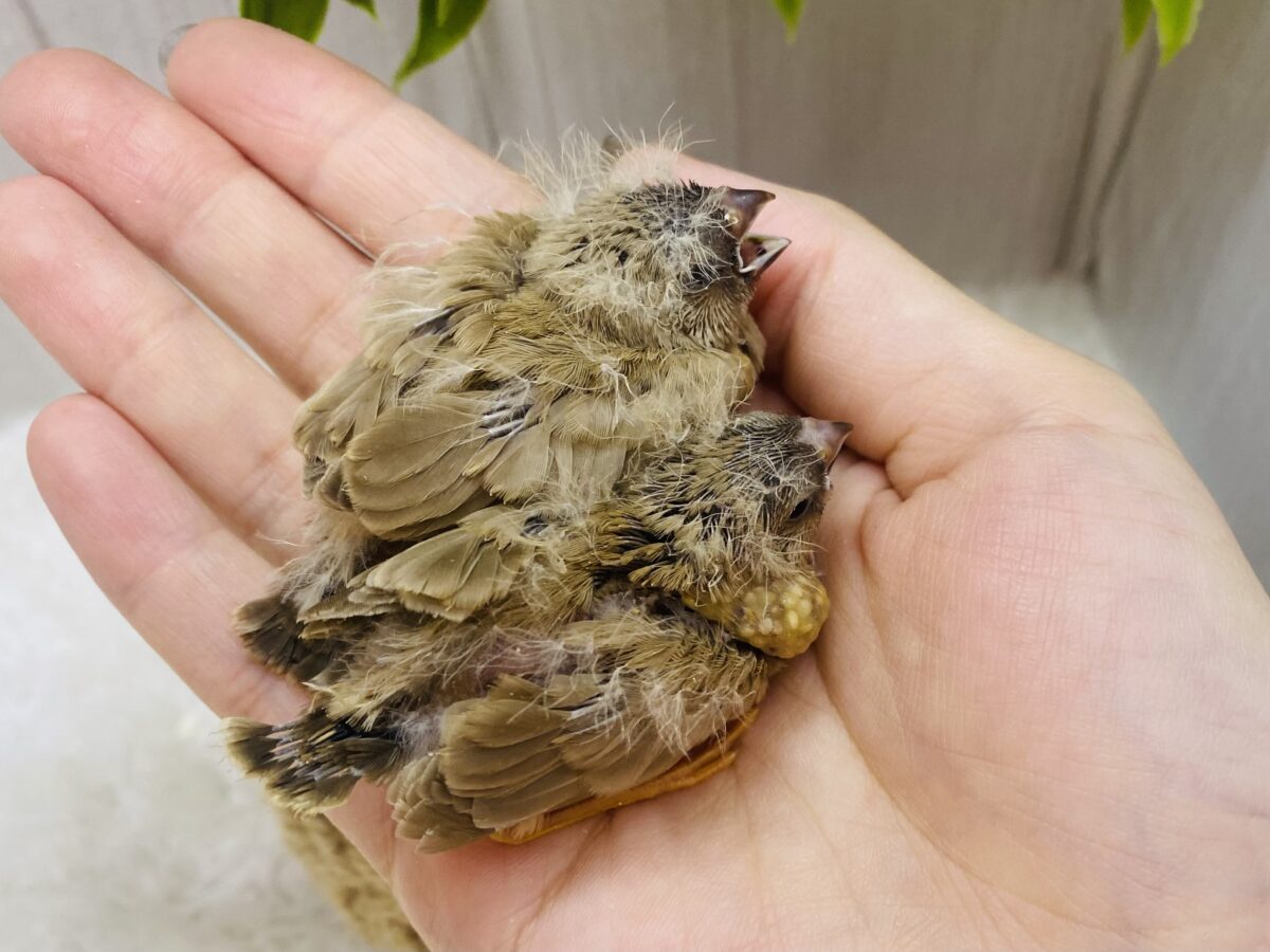 錦花鳥（キンカチョウ）