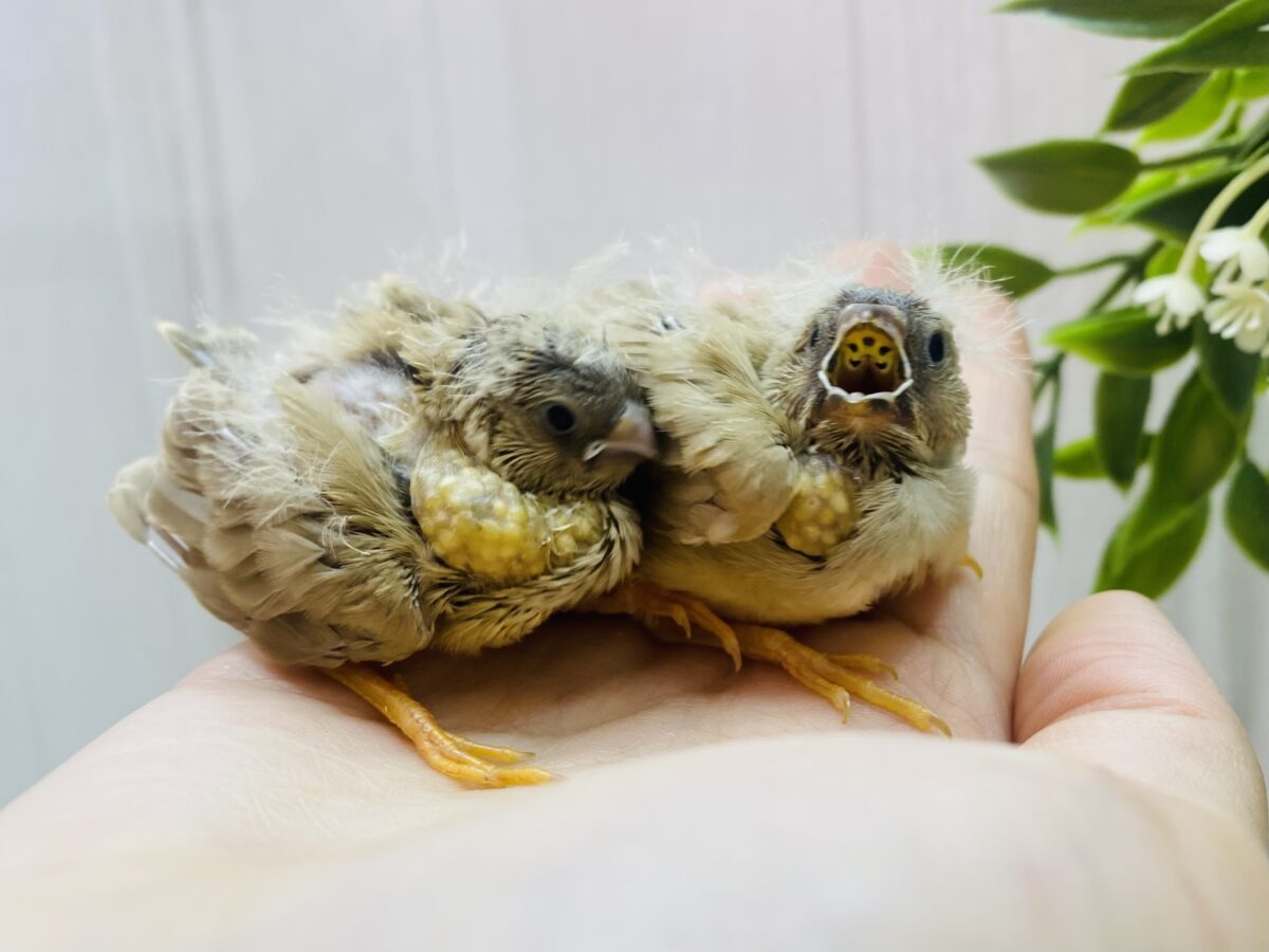 錦花鳥（キンカチョウ）