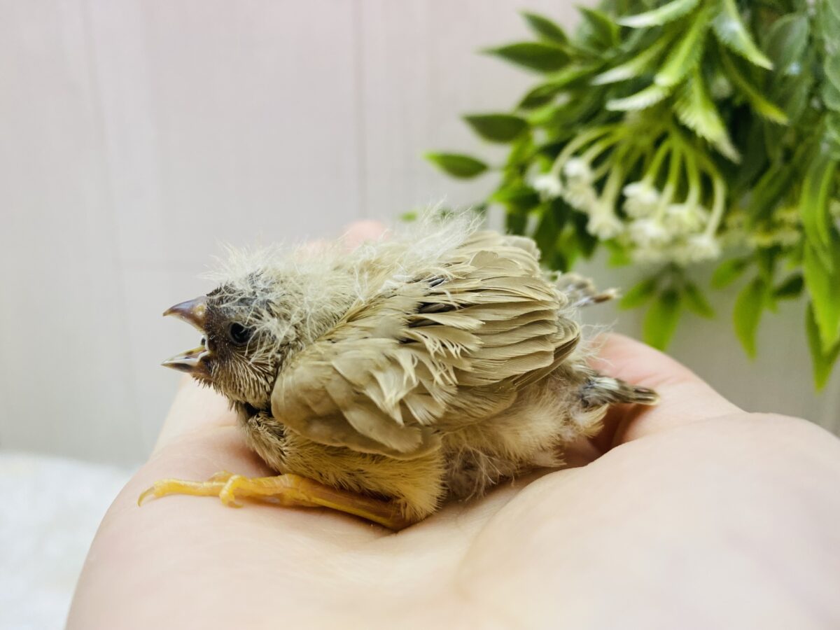 錦花鳥（キンカチョウ）
