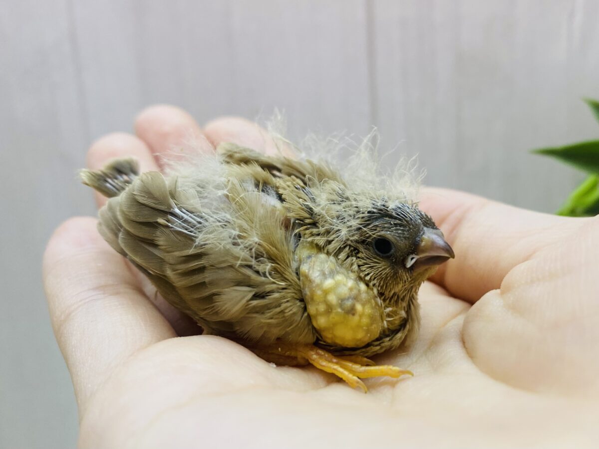 錦花鳥（キンカチョウ）