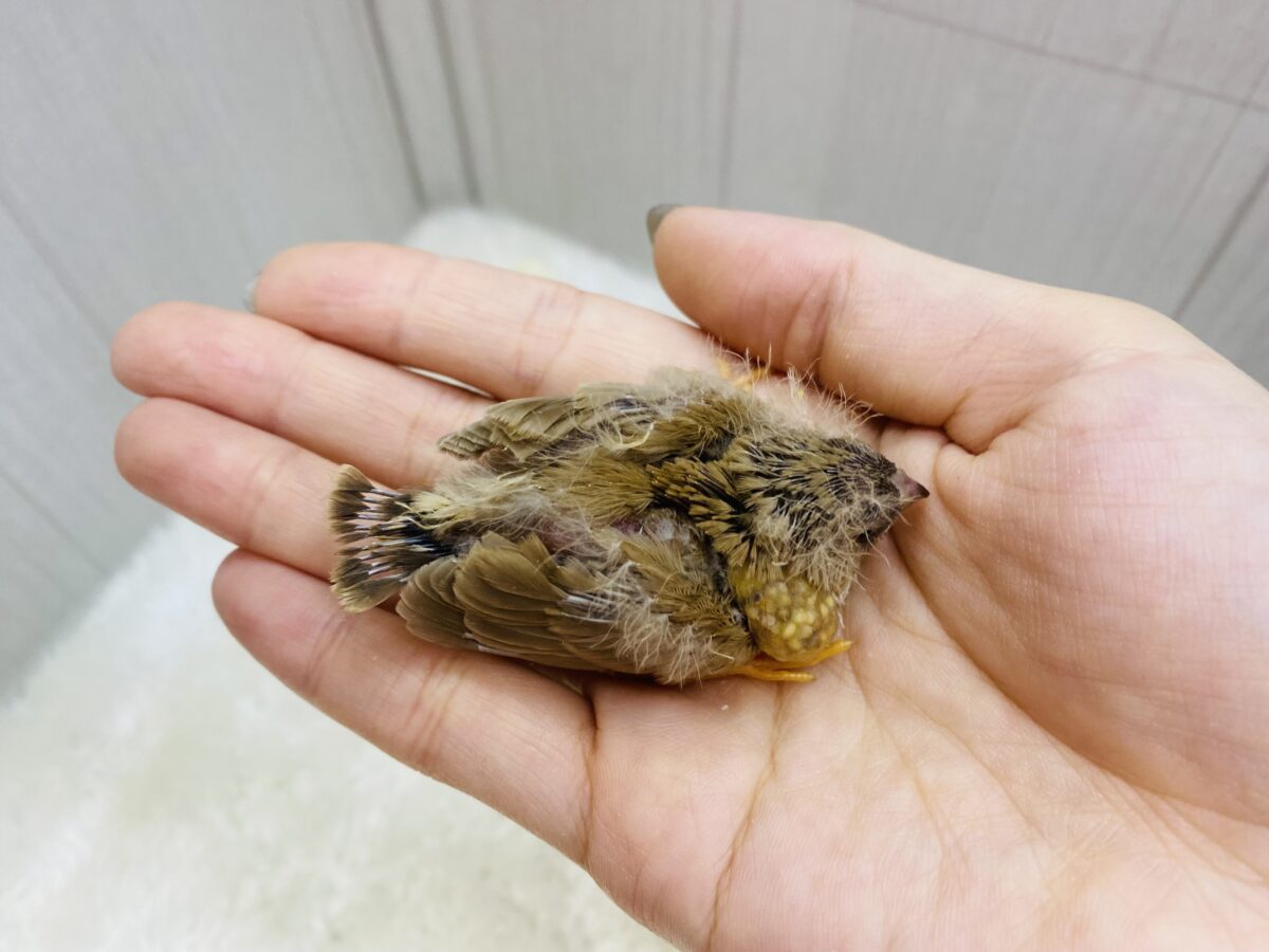 錦花鳥（キンカチョウ）
