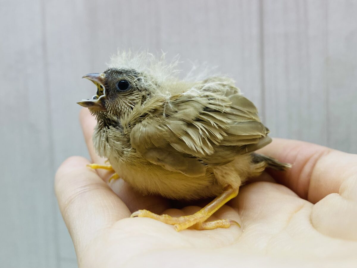 錦花鳥（キンカチョウ）