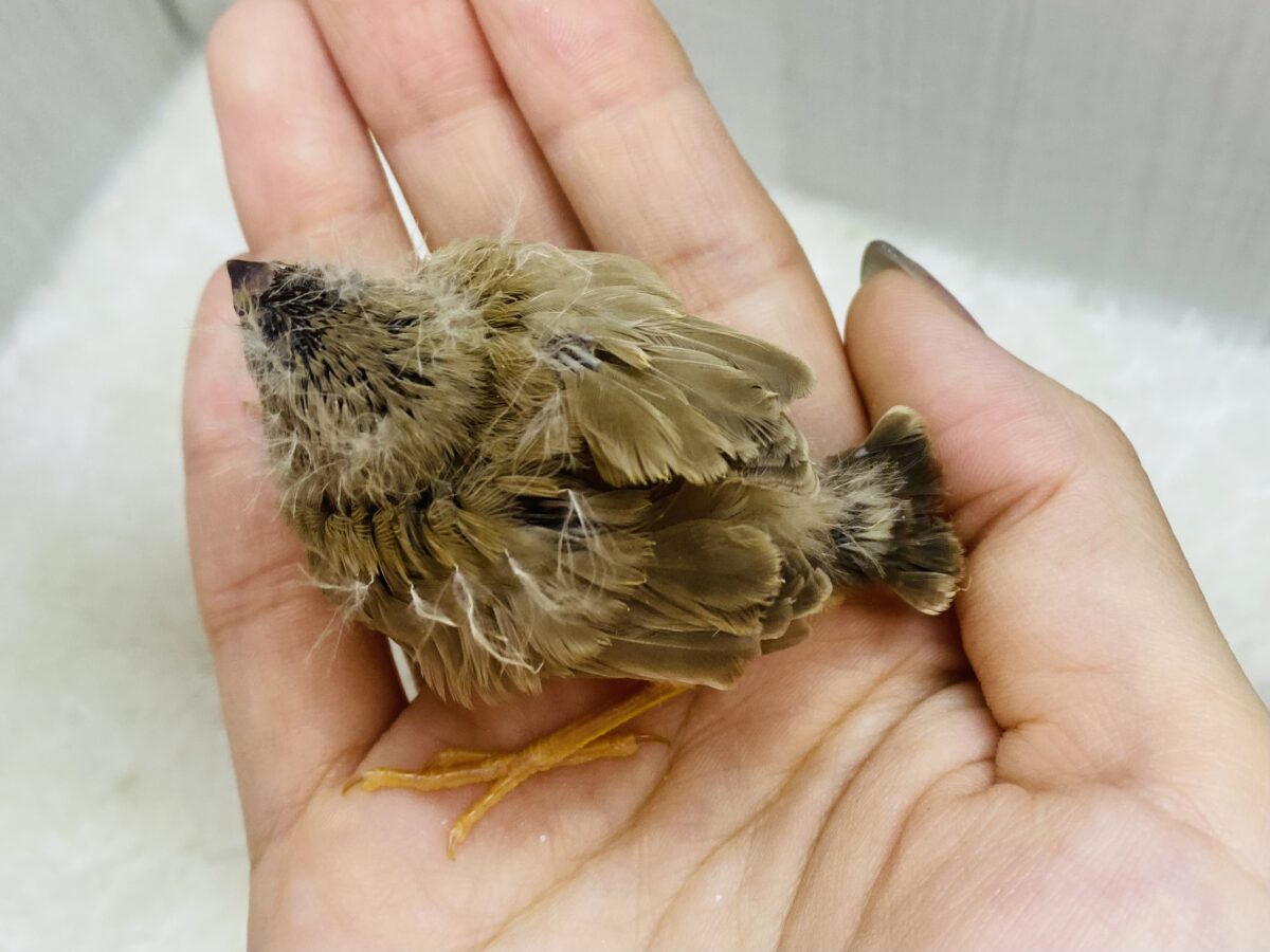 錦花鳥（キンカチョウ）