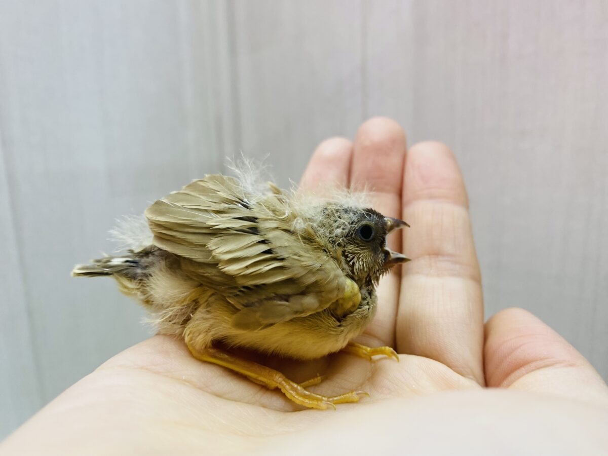 錦花鳥（キンカチョウ）