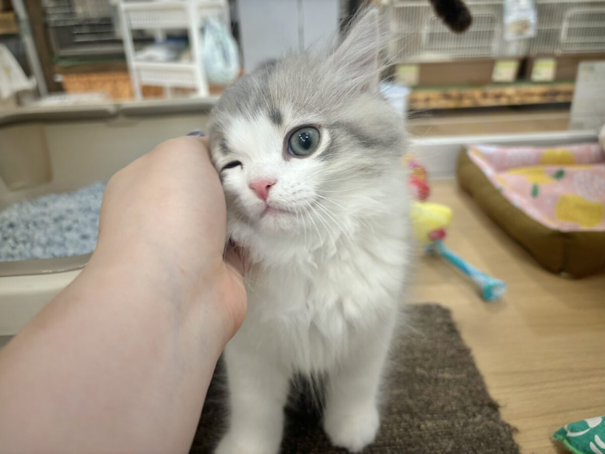 サイベリアン