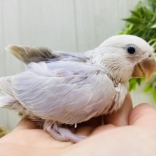 🫧淡くお上品なパープル💜コザクラインコ（ダイリュートバイオレットシナモンオパーリン）