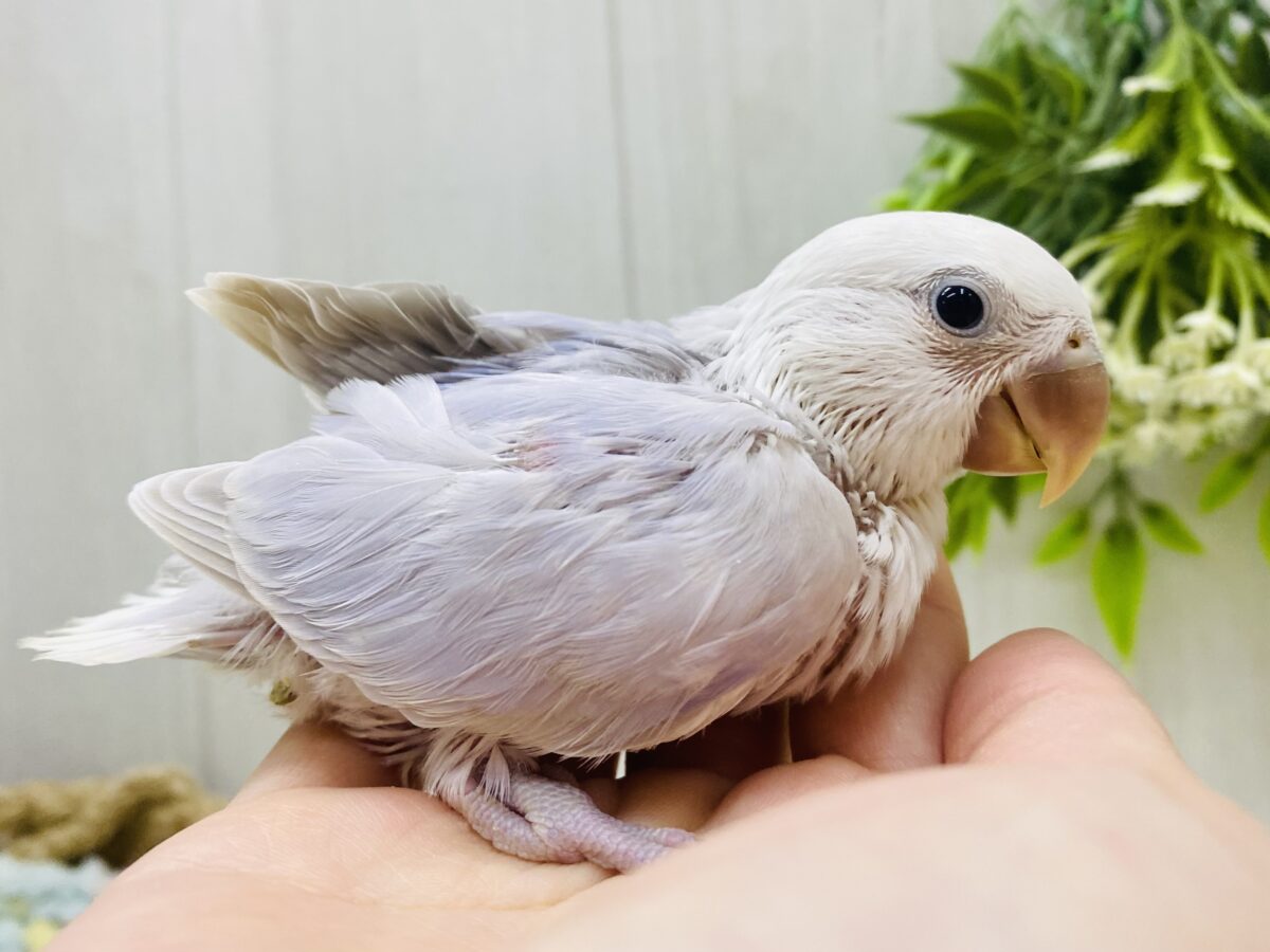 🫧淡くお上品なパープル💜コザクラインコ（ダイリュートバイオレットシナモンオパーリン）